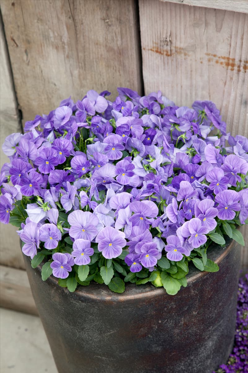 Viola Matrix Light Blue Improved