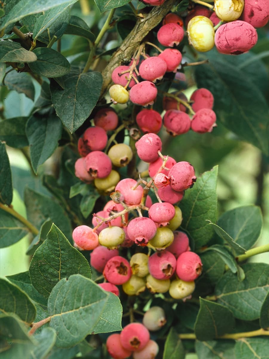 Vaccinium corymbosum Pink Lemonade