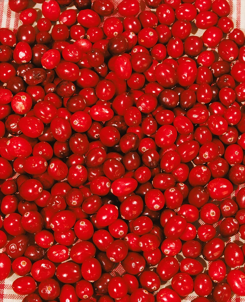 Vaccinium macrocarpon