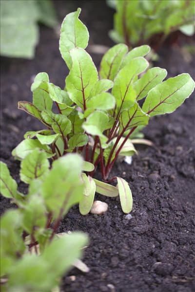 Beta vulgaris var. cicla 'Grüner Schnitt'