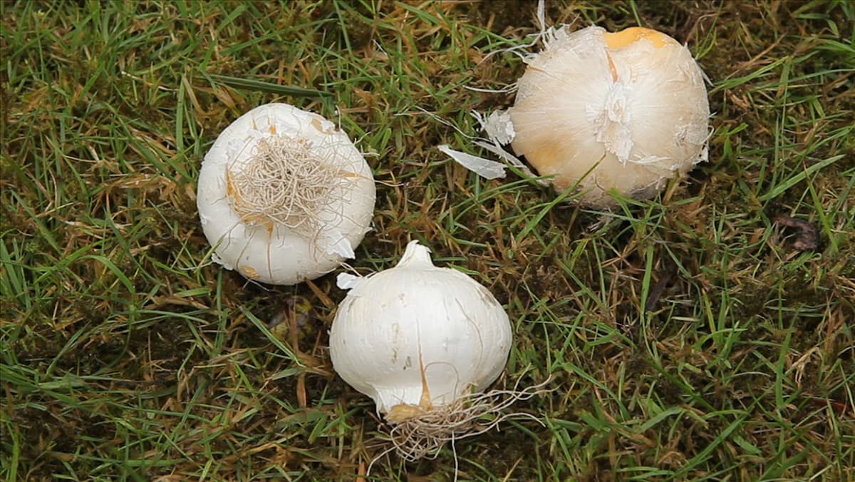 Zierlauch - Blumenzwiebeln einpflanzen (thumbnail)2.jpg