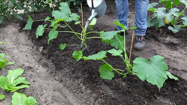 Zucchini - Einpflanzen im Gemüsebeet (thumbnail)