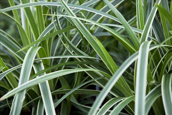 Carex morrowii ssp. foliosissima 'Icedance'