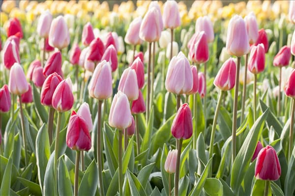 Tulpen