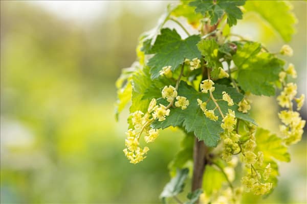 Ribes rubrum