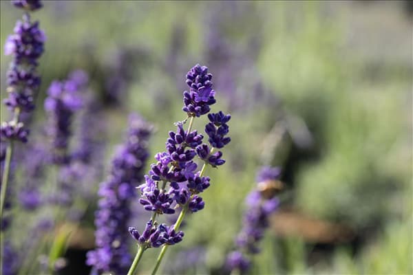 Lavandula angustifolia