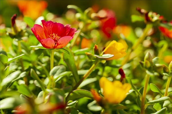 Portulaca grandiflora