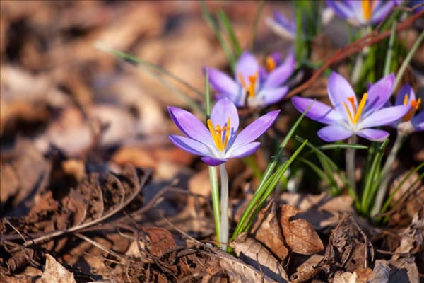 Crocus chrysanthus