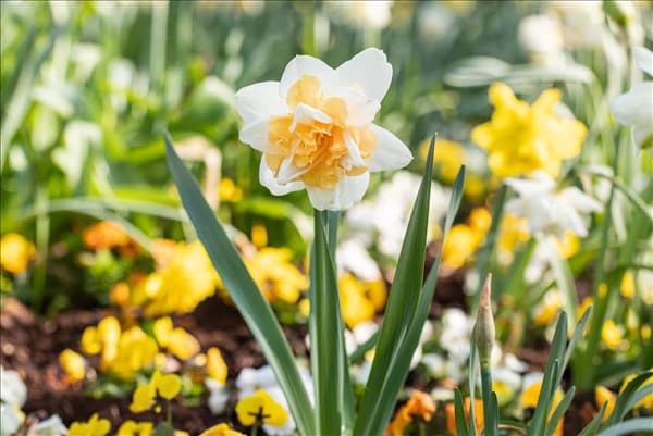 Narcissus Double