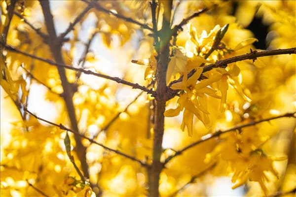 Forsythia x intermedia
