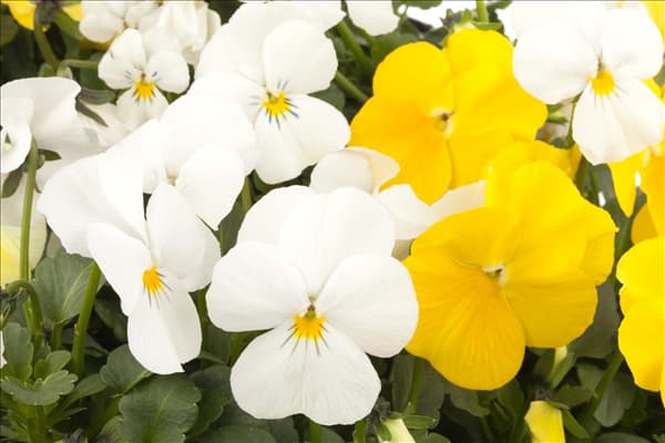 Viola cornuta