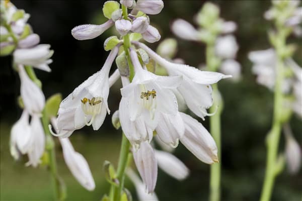 Hosta