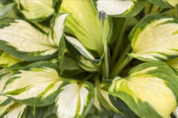 Hosta