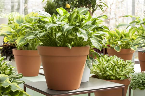 Hosta