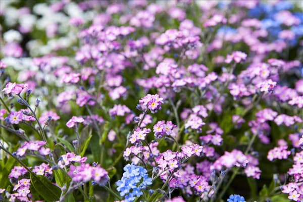 Myosotis sylvatica