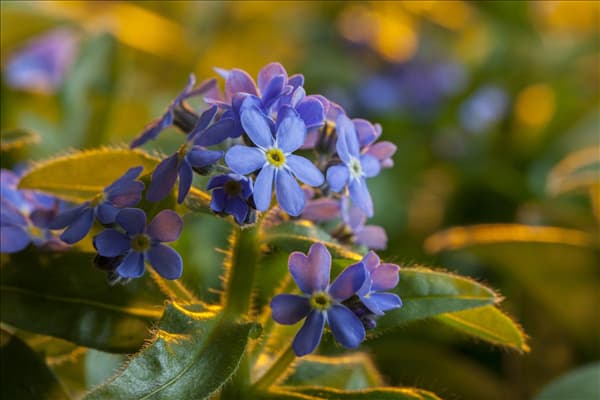 Myosotis