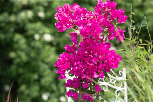 Bougainvillea