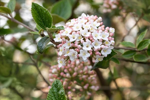 Viburnum x burkwoodii