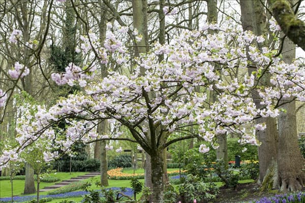 Prunus serrulata 'Beni-Yutaka'