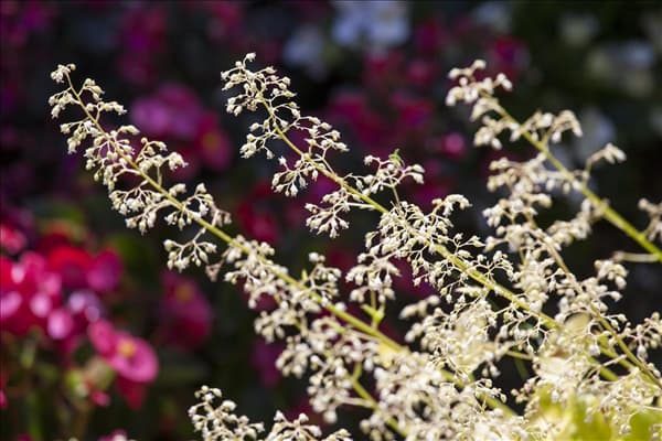 Heuchera