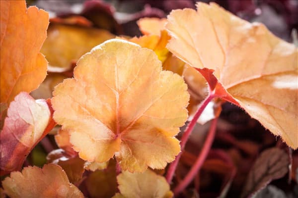 Heuchera