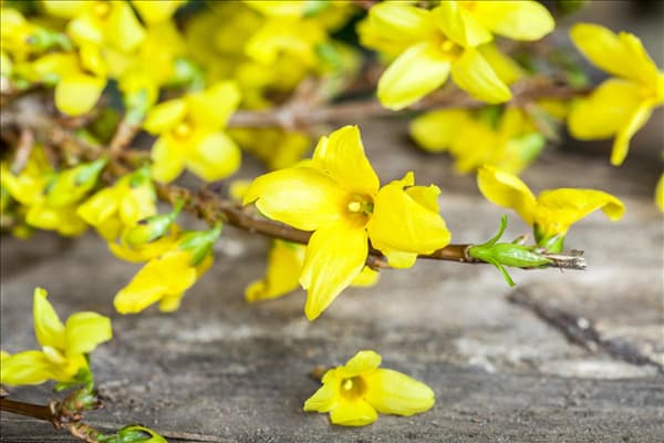 Forsythia x intermedia
