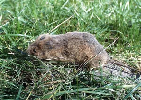 Wühlmaus