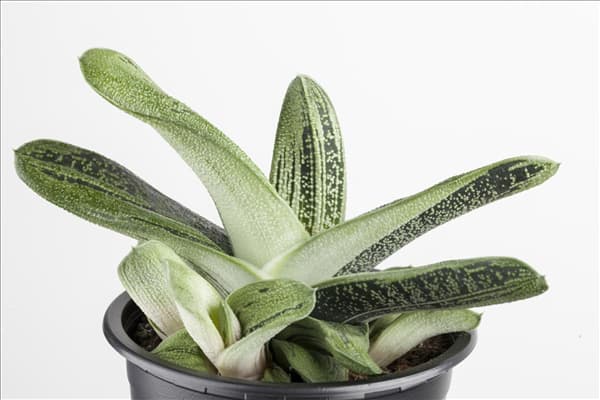 Aloe