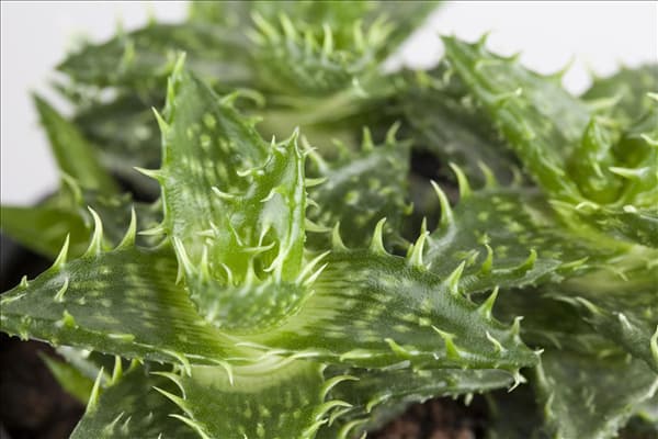 Aloe