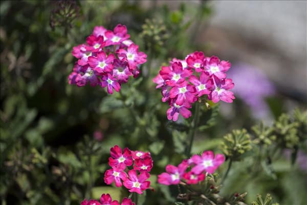 Verbena