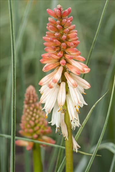 Kniphofia 'Orange Vanilla Popsicle'(s)