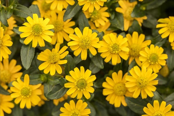 Sanvitalia 'Ariba'