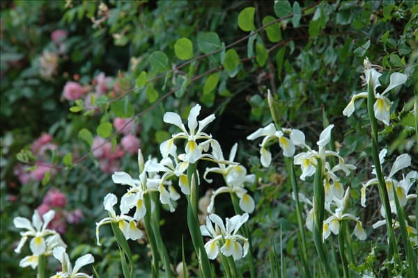 Iris setosa