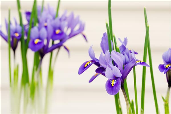 Iris x hollandica