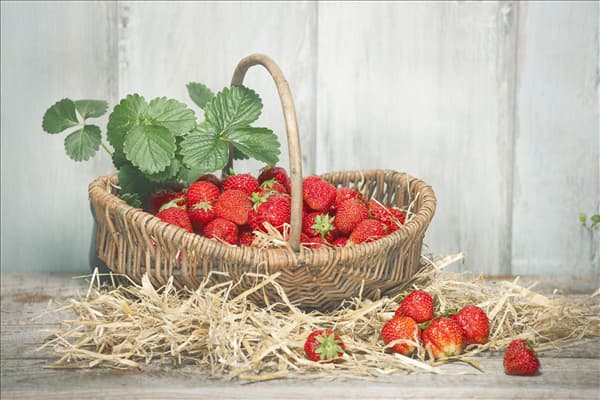 Fragaria x ananassa