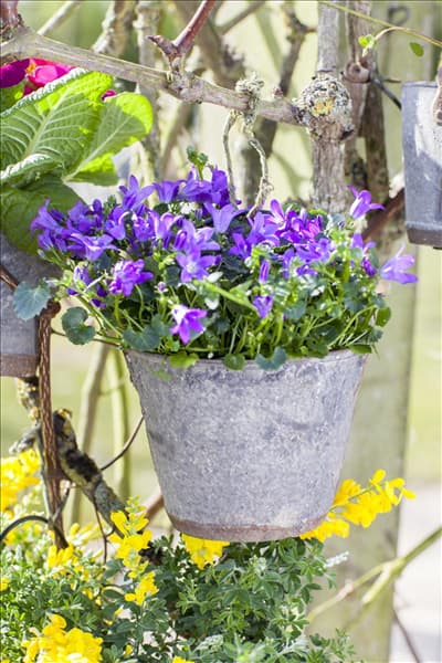 Campanula portenschlagiana