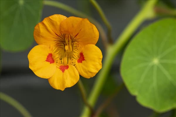 Tropaeolum minus