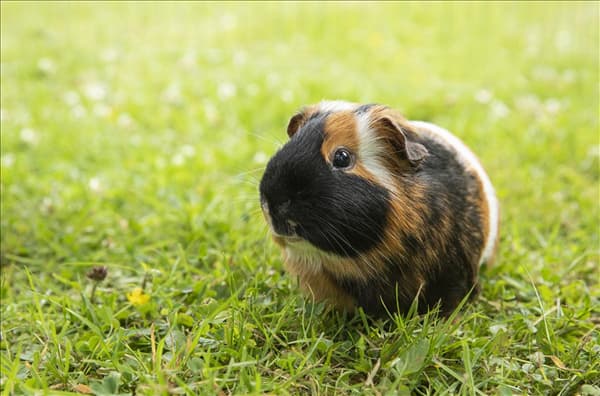 Meerschweinchen