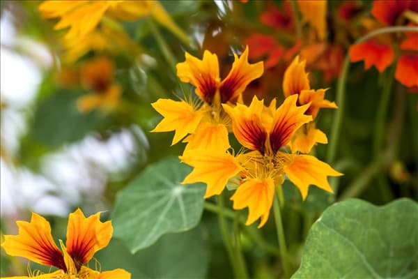 Tropaeolum majus 'Flamer Thrower Yellow'