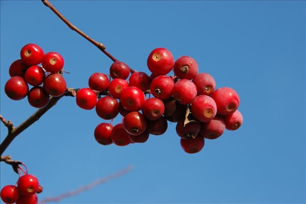 Malus 'Sugar Tyme'