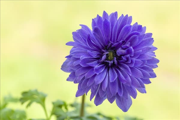 Anemone coronaria