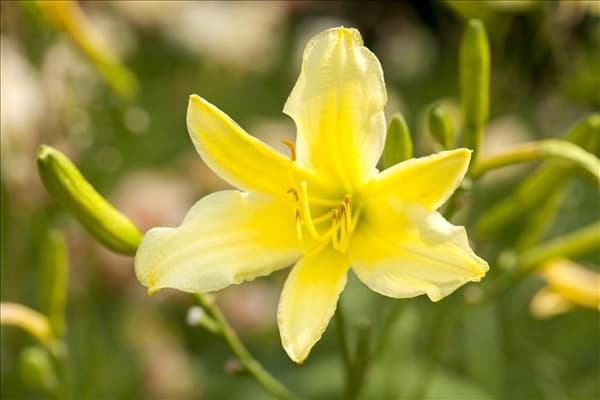 Hemerocallis