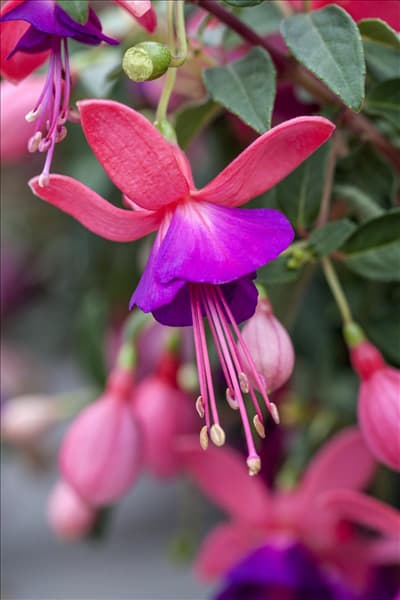 Fuchsia 'Jollies® Force Bondy'(s)