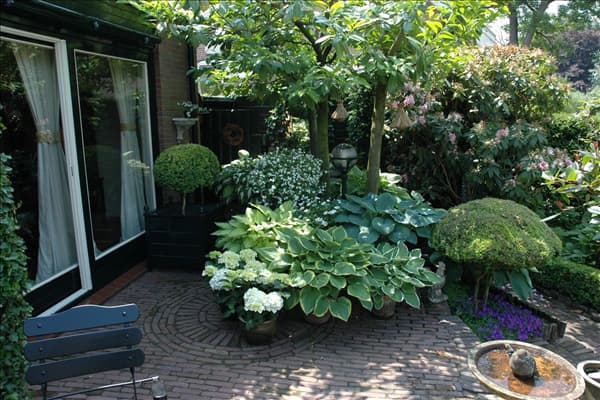Hosta, Hydrangea