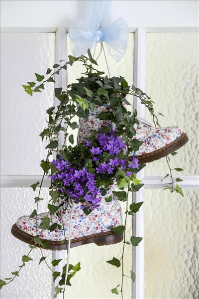 Campanula portenschlagiana 'Get Mee'®