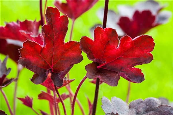 Heuchera, rot