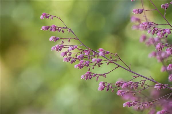 Heuchera x cultorum