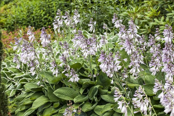 Hosta