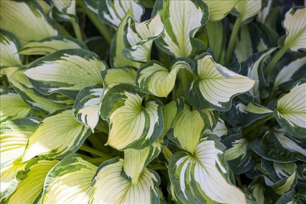 Hosta 'Something Different'