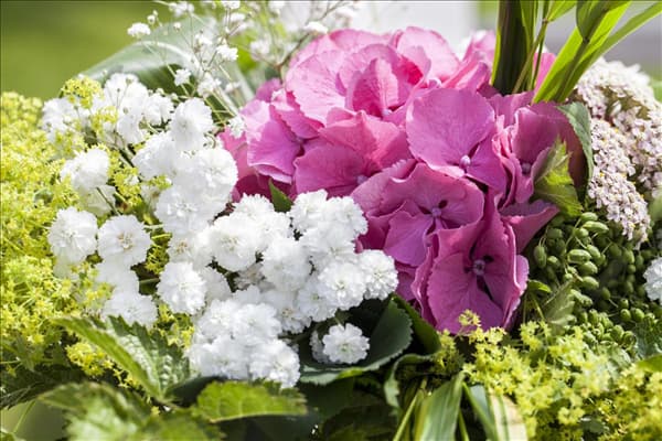 Hydrangea